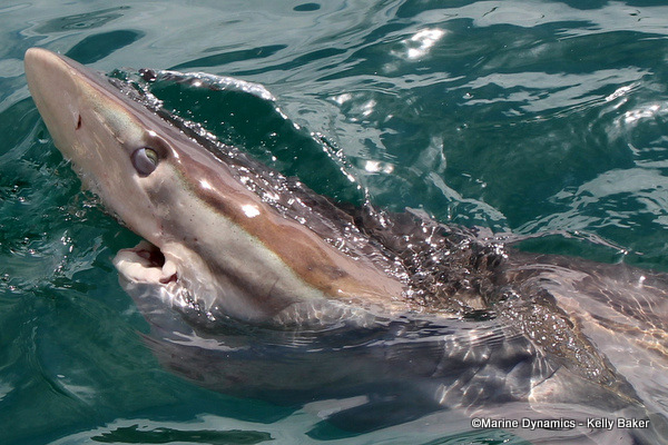 Bronze Whaler shark, Gansbaai