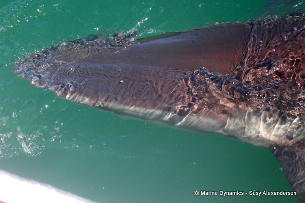 Bronze whaler shark