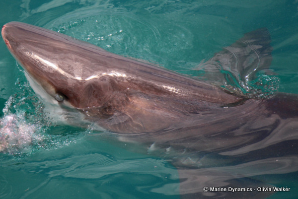Bronze Whaler shark