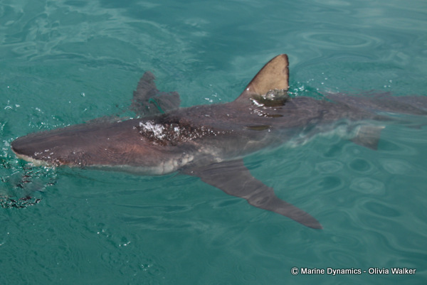 Bronze Whaler shark