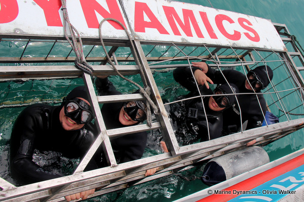Shark Cage Diving
