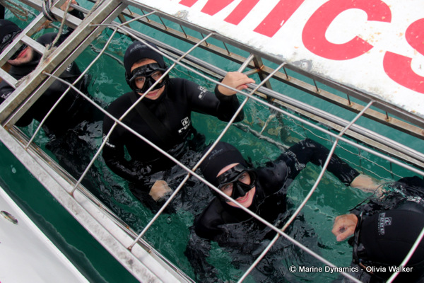 Shark Cage Diving