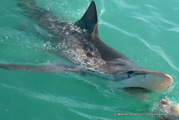 Bronze whaler shark