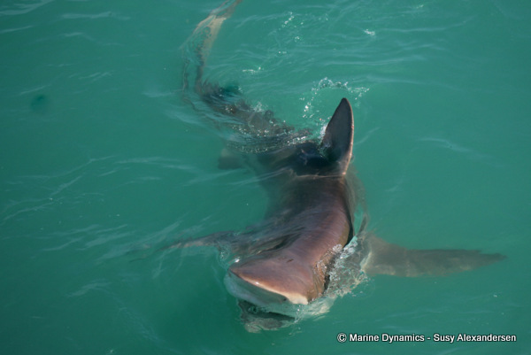 Bronze whaler shark
