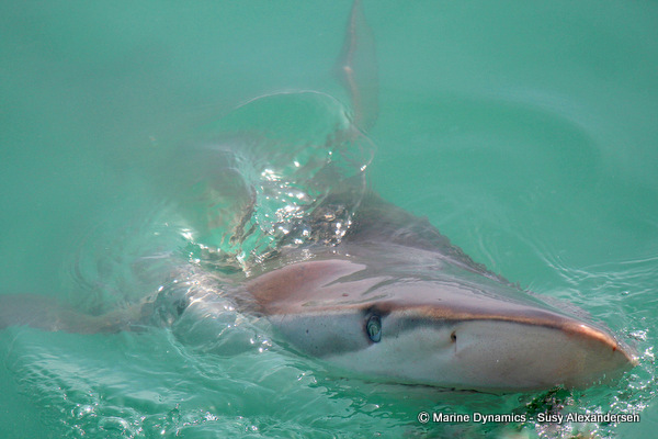 Bronze whaler shark