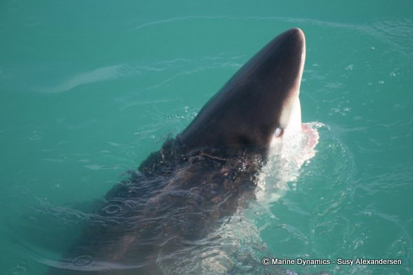 Bronze whaler shark