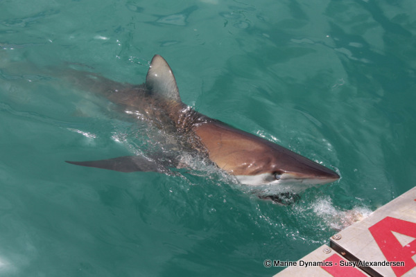 Bronze whaler shark