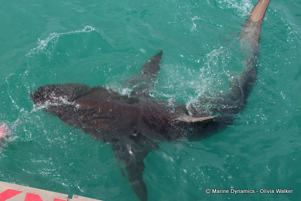 Bronze Whaler sharks, South Africa