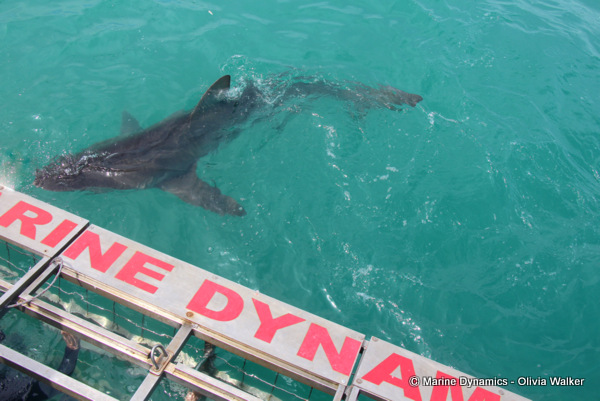 Bronze Whaler sharks, South Africa