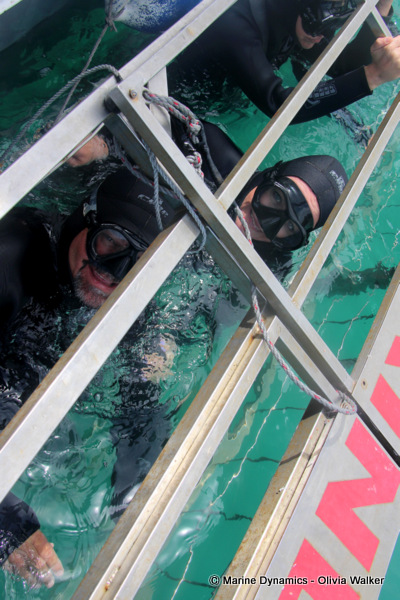 shark cage diving, South Africa