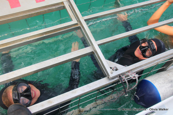 shark cage diving, South Africa