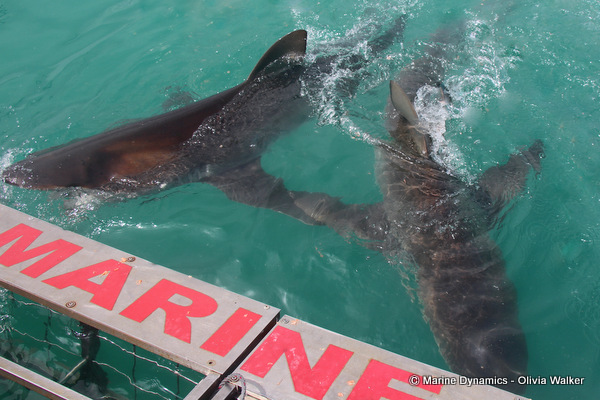 Bronze Whaler sharks, South Africa