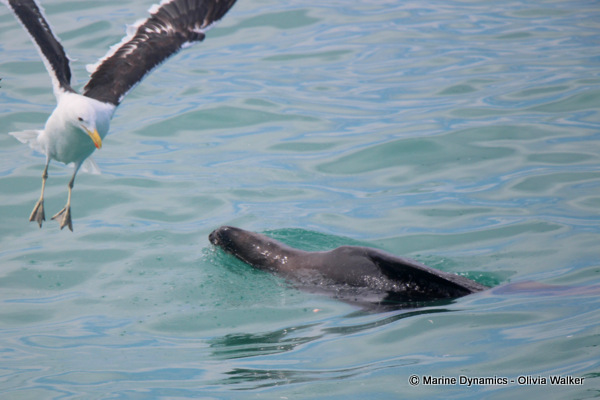 Cape Fur seal, South Africa