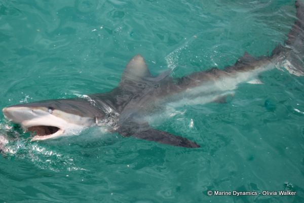 Bronze Whaler sharks, South Africa