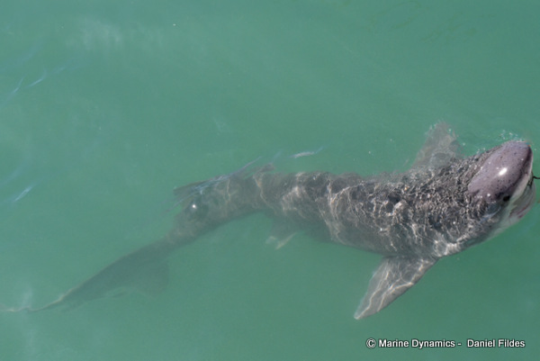 Sevengill Cow shark, South Africa