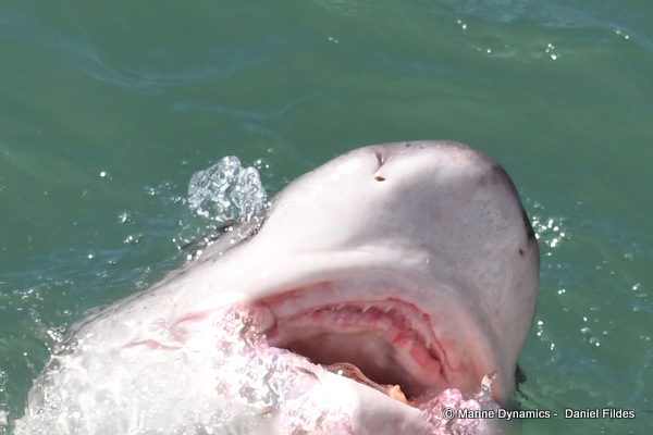 Sevengill Cow shark, South Africa