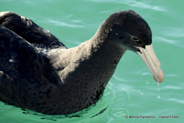 Giant Petrel, South Africa