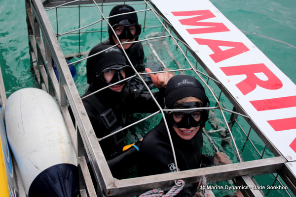 Shark Cage diving, South Africa