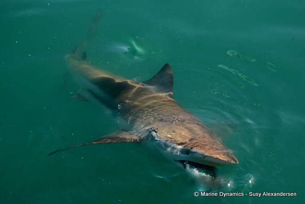 Bronze whaler shark