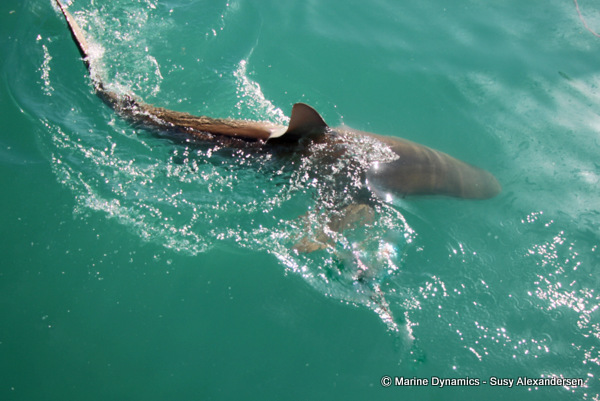 Bronze whaler shark