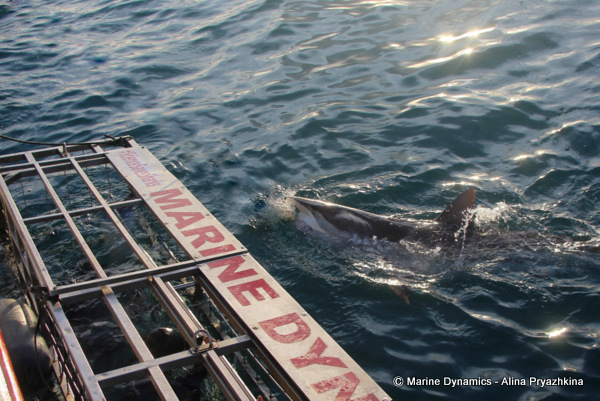 Bronze whaler, Gansbaai, South Africa