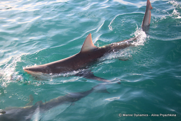 Bronze whaler shark, gansbaai, South africa