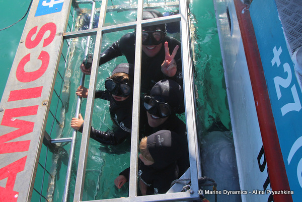 Shark cage diving, GAnsbaai, South Africa