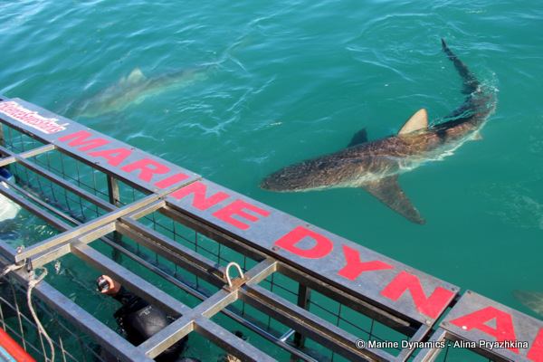 Bronze whaler sharks