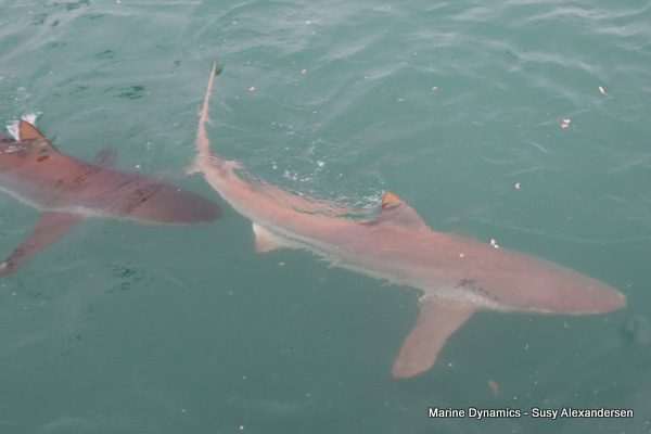 Shark cage diving, Bronze whalers