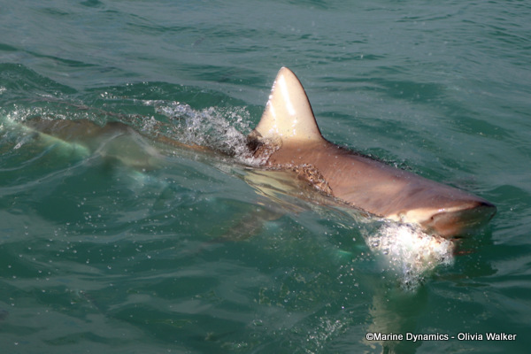 Bronze Whaler shark, South Africa, Gansbaai