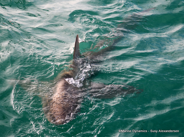 Bronze whaler shark