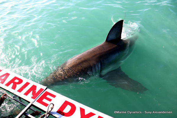 Great white shark
