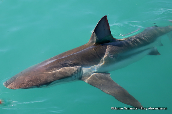 Bronze whaler, copper shark