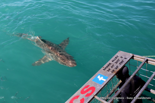 Bronze whaler, copper shark