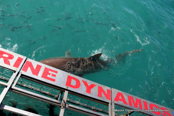 Bronze whaler, copper shark