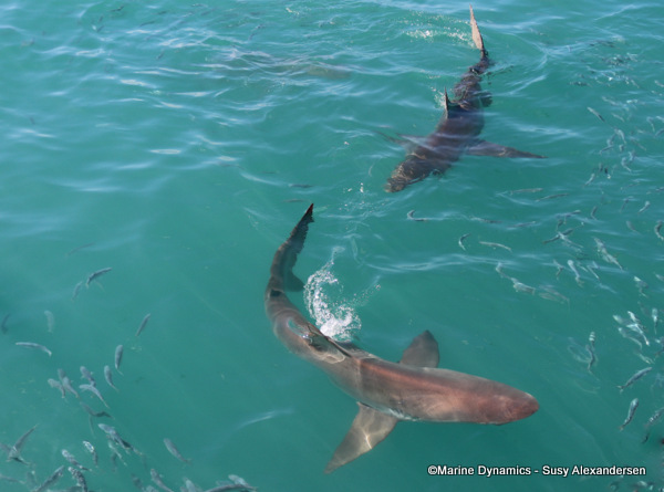 Bronze whaler, copper shark