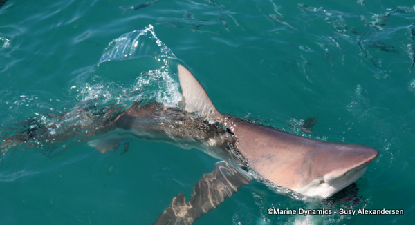 Bronze whaler, copper shark