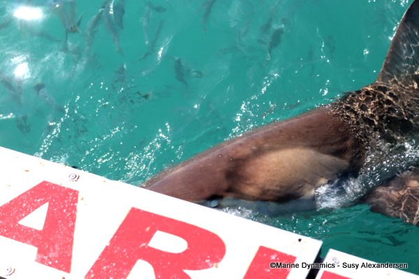 Bronze whaler, copper shark