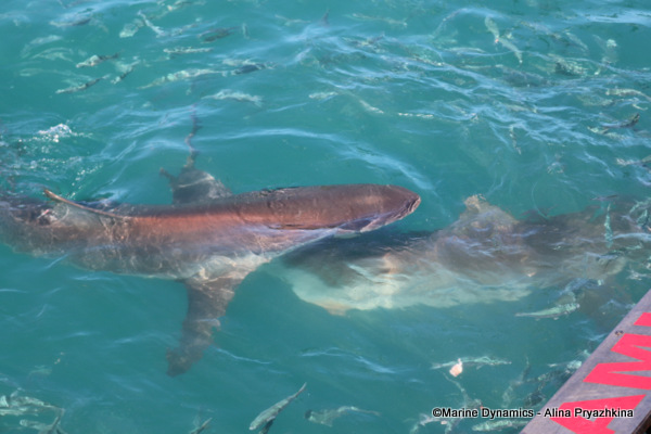 bronze whaler sharks