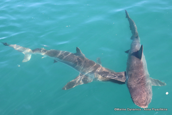 Bronze whaler sharks, Gansbaai, South Africa