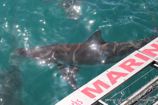 Bronze whaler