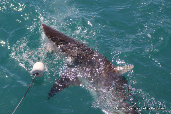 Bronze whaler GAnsbaai South Africa