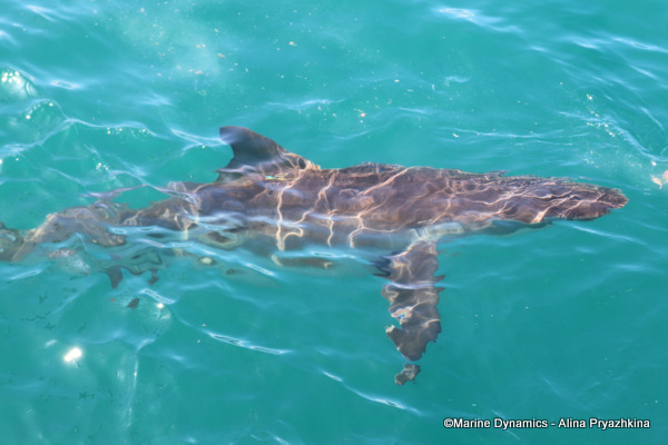 Bronze whaler, South Africa