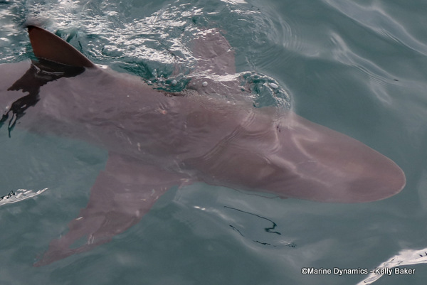 Bronze Whaler shark, South Africa