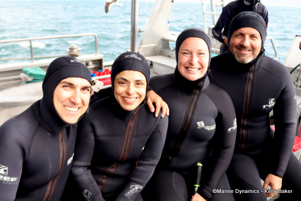 Shark Cage Diving, Gansbaai