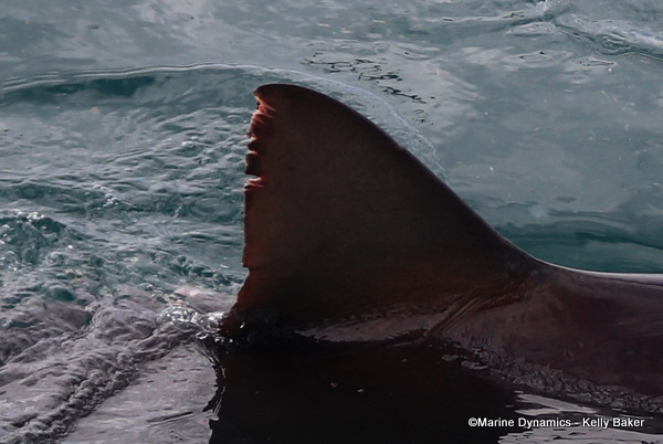 Bronze Whaler shark, Gansbaai