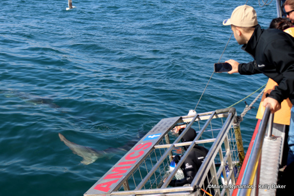 Shark Cage Diving, South Africa