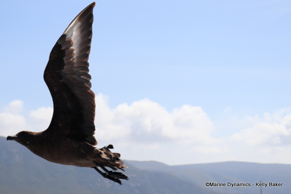 Sub Antartic Skua, South Africa