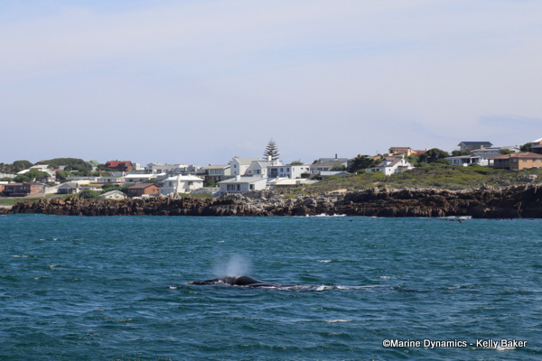 Southern Right whale, South Africa