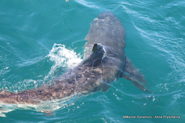 Shark cage diving, gansbaai, South AFrica
